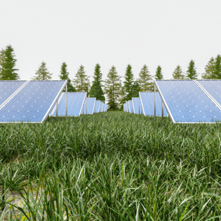 La agrovoltaica o agrofotovoltaica